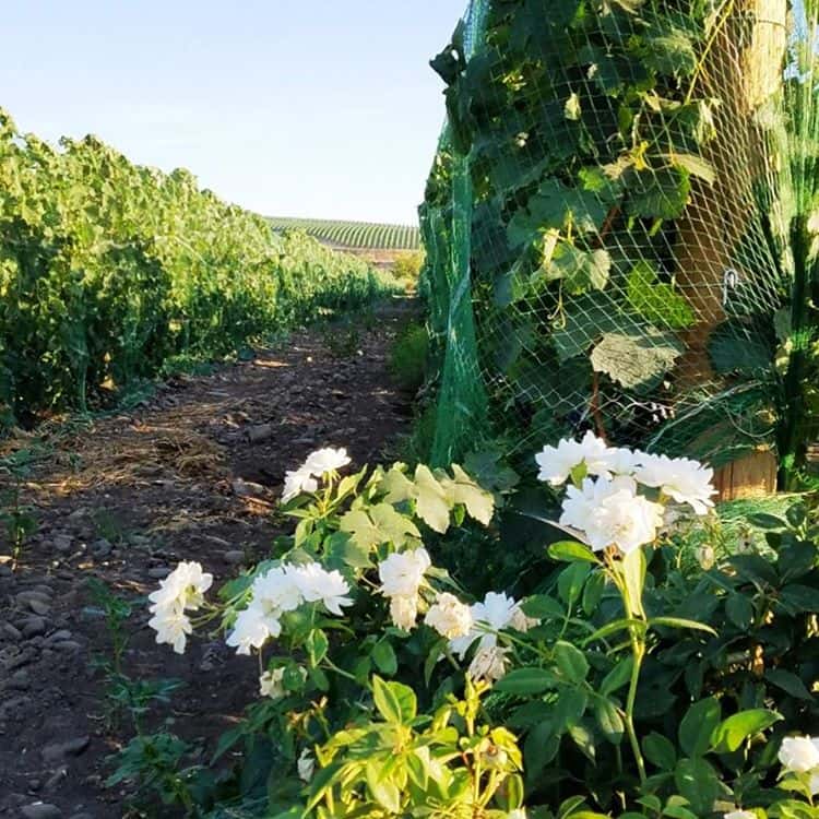 Proper Estate Vineyard