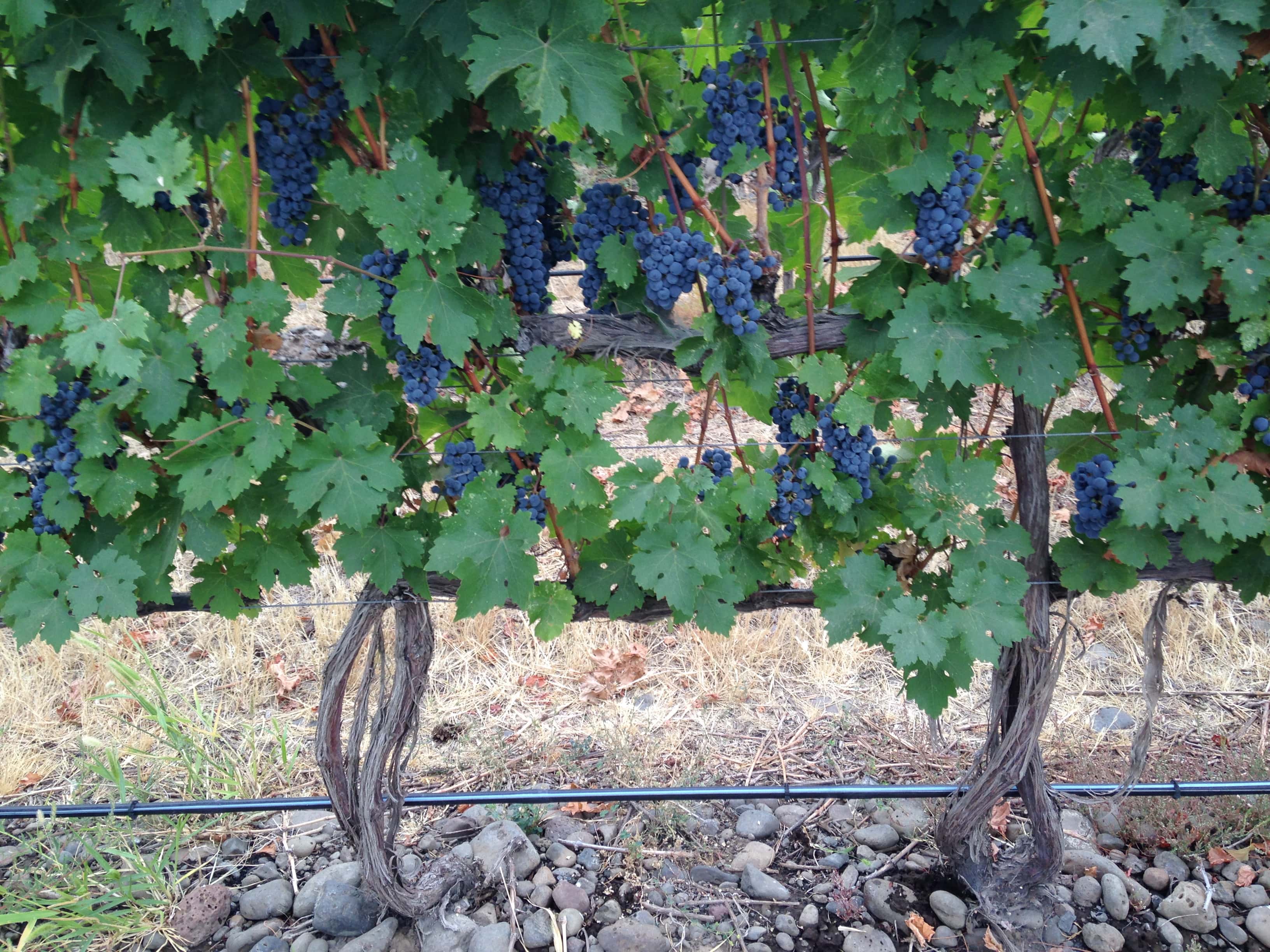 Winesap Road Vineyard