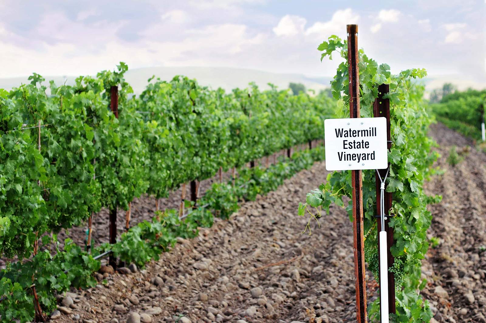Watermill Estate Vineyard