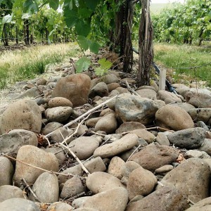 Funk Estate Vineyard