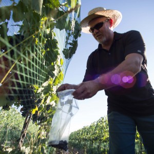 Funk Estate Vineyard