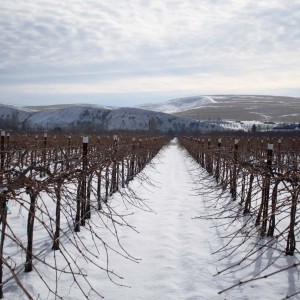 Funk Estate Vineyard