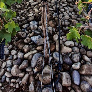 Funk Estate Vineyard