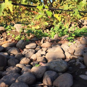 Proper Estate Vineyard