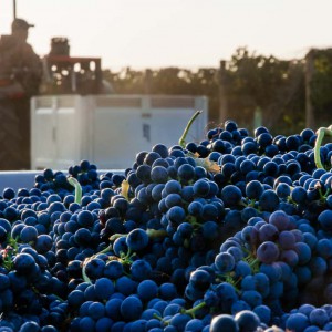 Proper Estate Vineyard