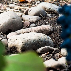 Proper Estate Vineyard