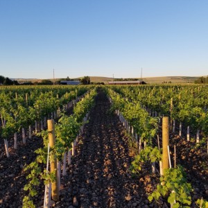 The Stones Speak Vineyard