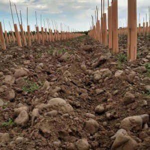 The Stones Speak Vineyard