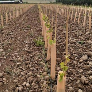 The Stones Speak Vineyard