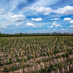 The Stones Speak Vineyard