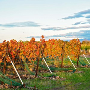 Watermill Estate Vineyard