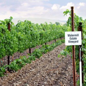 Watermill Estate Vineyard