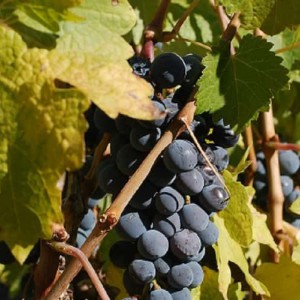 Winesap Road Vineyard