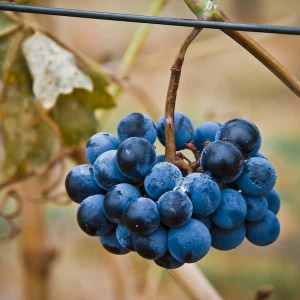 Yellow Jacket Vineyard