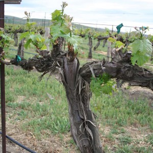 Yellow Jacket Vineyard