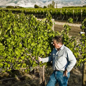 Yellow Jacket Vineyard